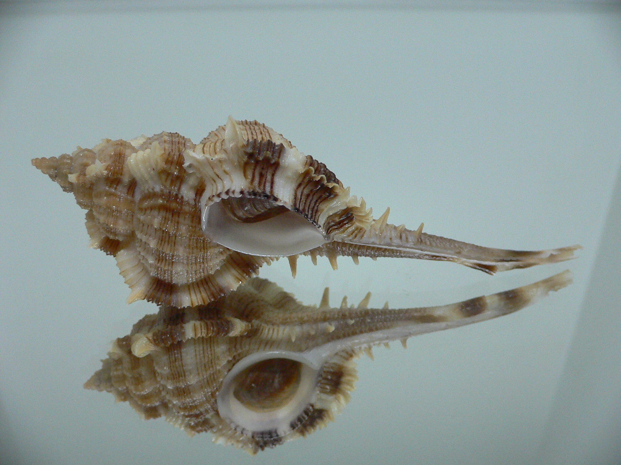 Vokesimurex malabaricus KING