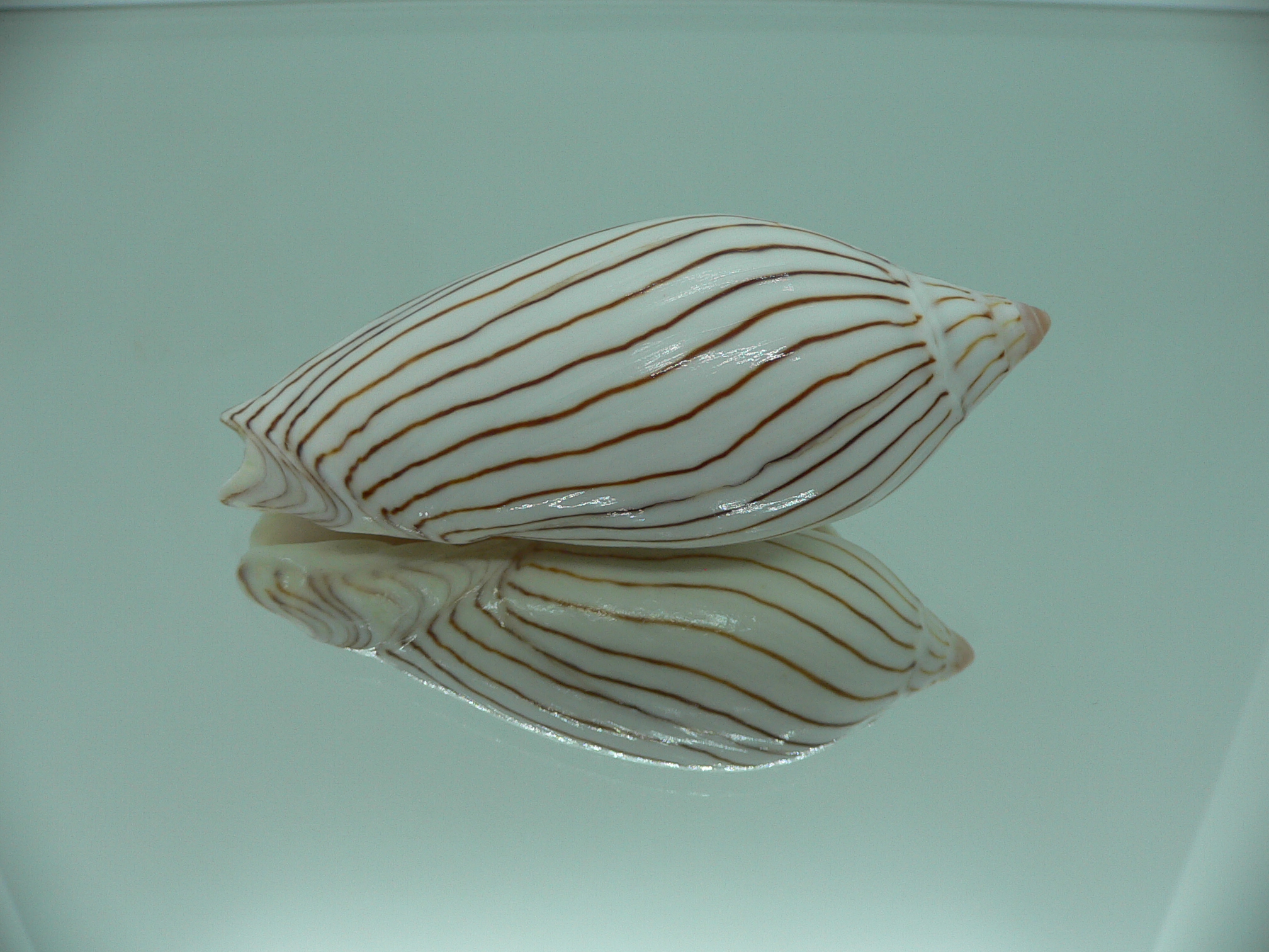 Amoria ellioti WHITE & STRIPES