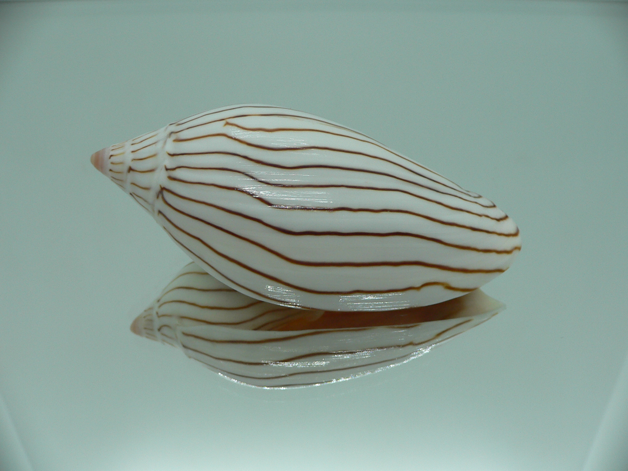 Amoria ellioti WHITE & STRIPES