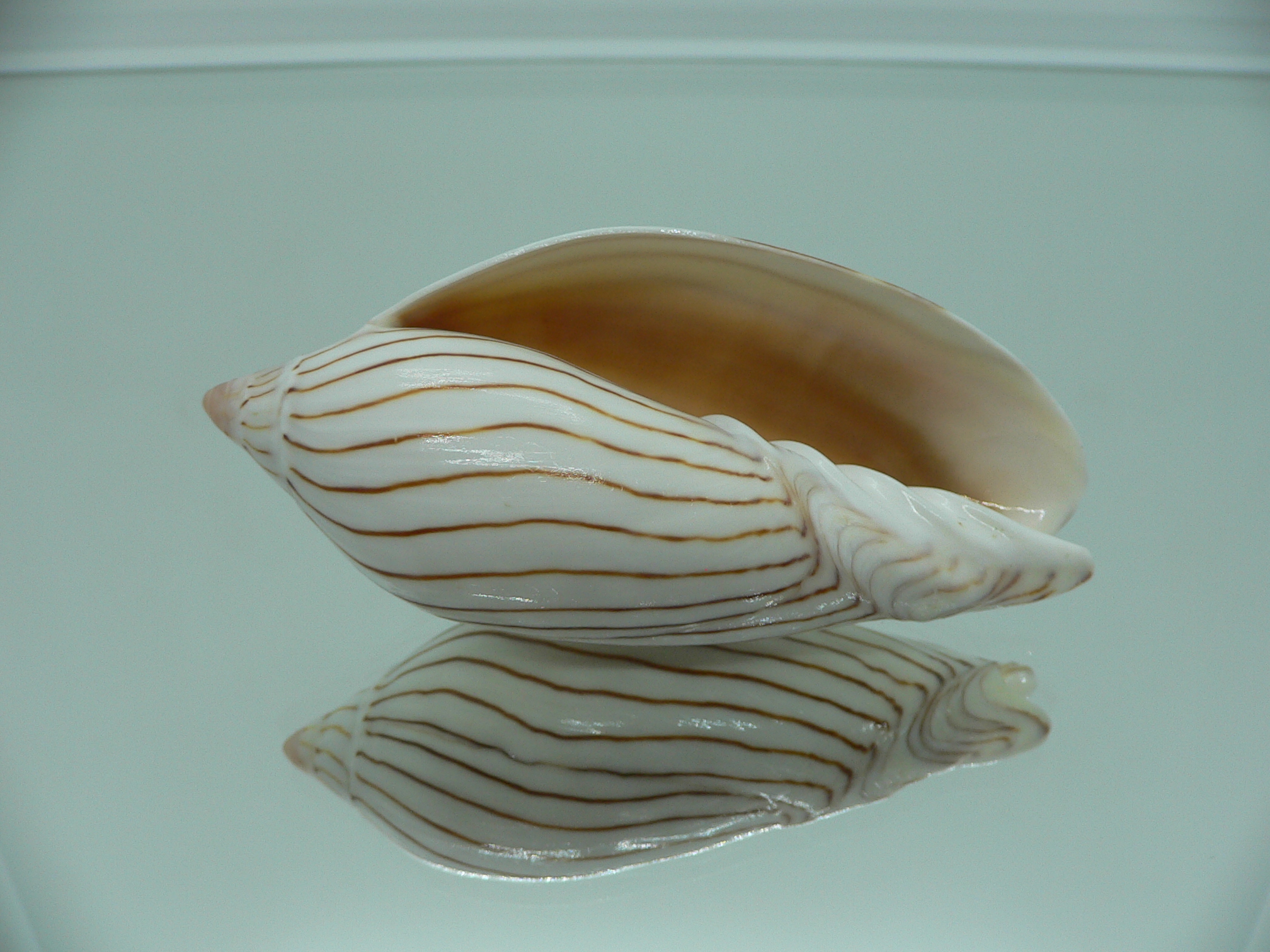 Amoria ellioti WHITE & STRIPES