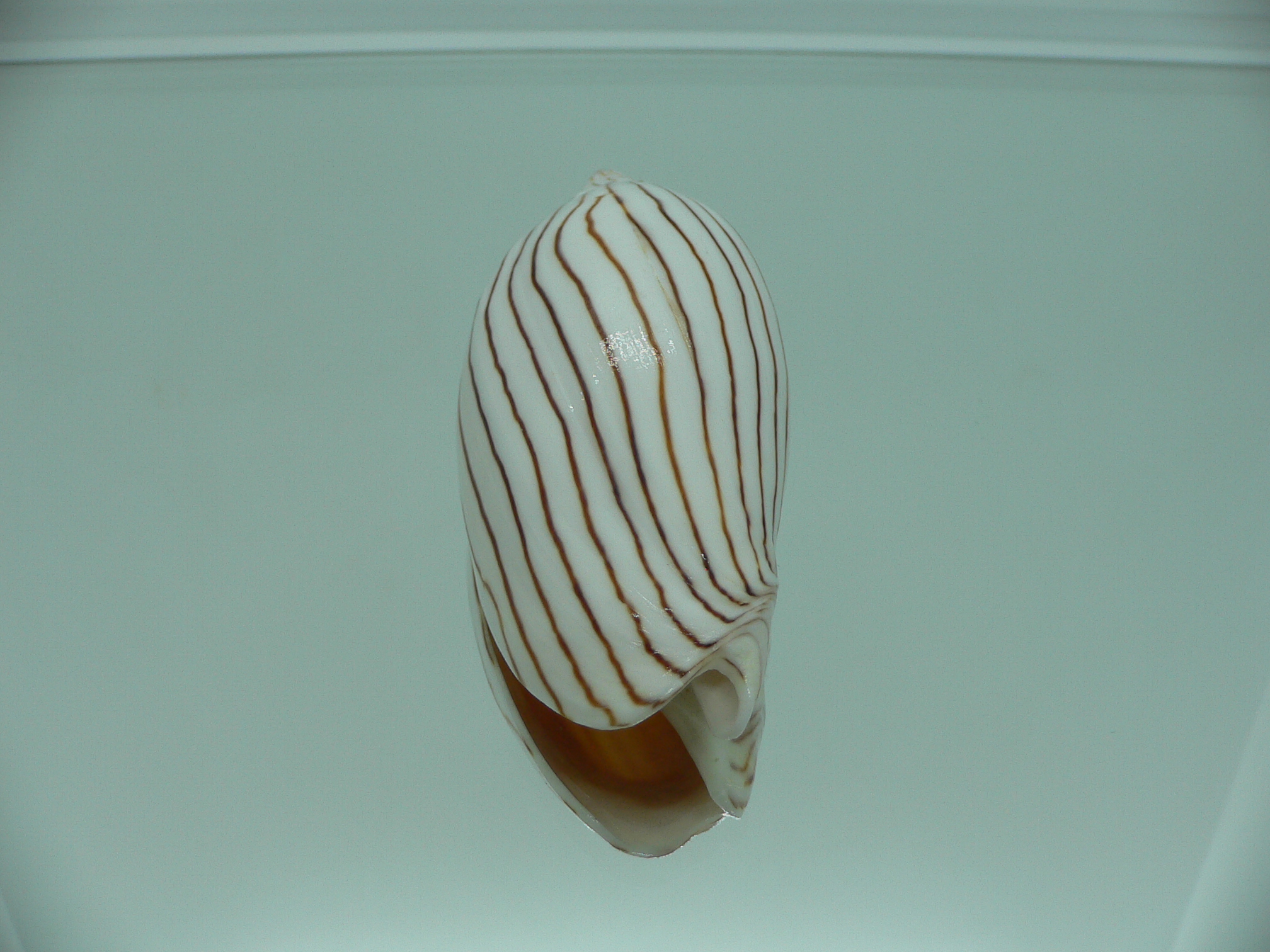Amoria ellioti WHITE & STRIPES