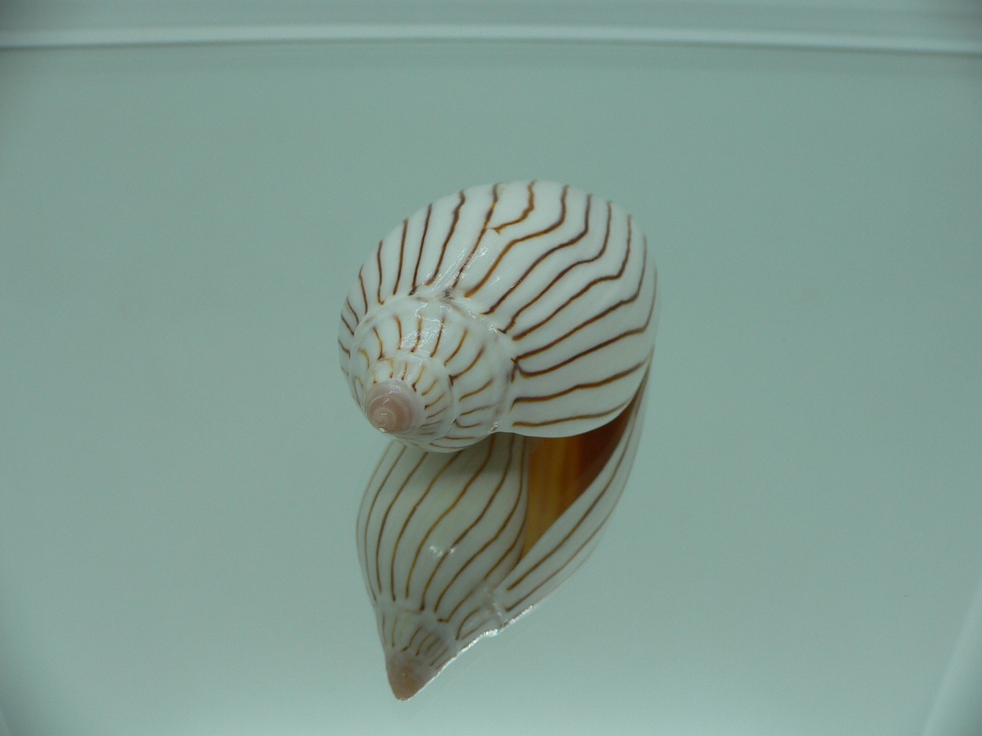 Amoria ellioti WHITE & STRIPES