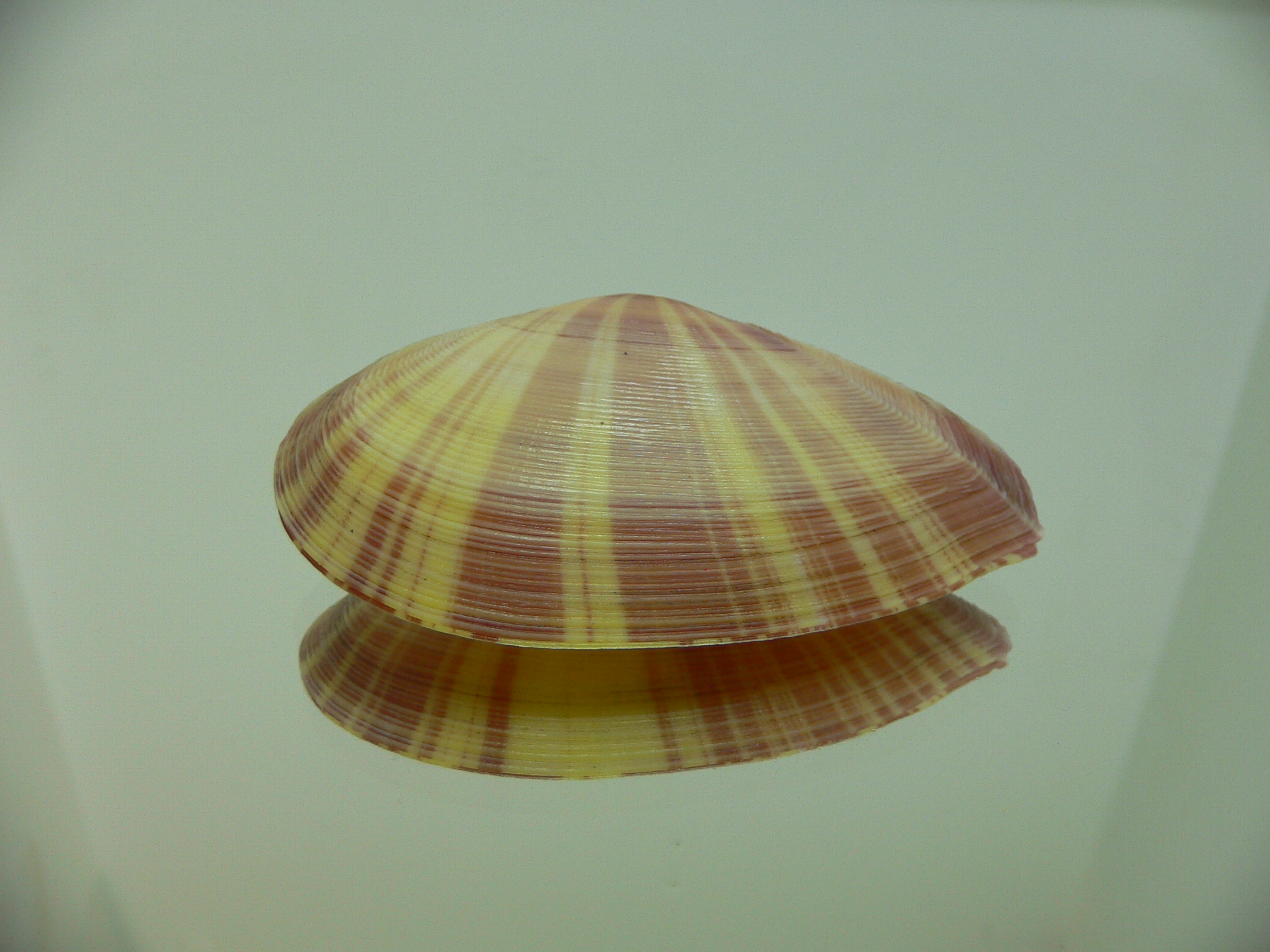 Tellina virgata SUPER COLOR