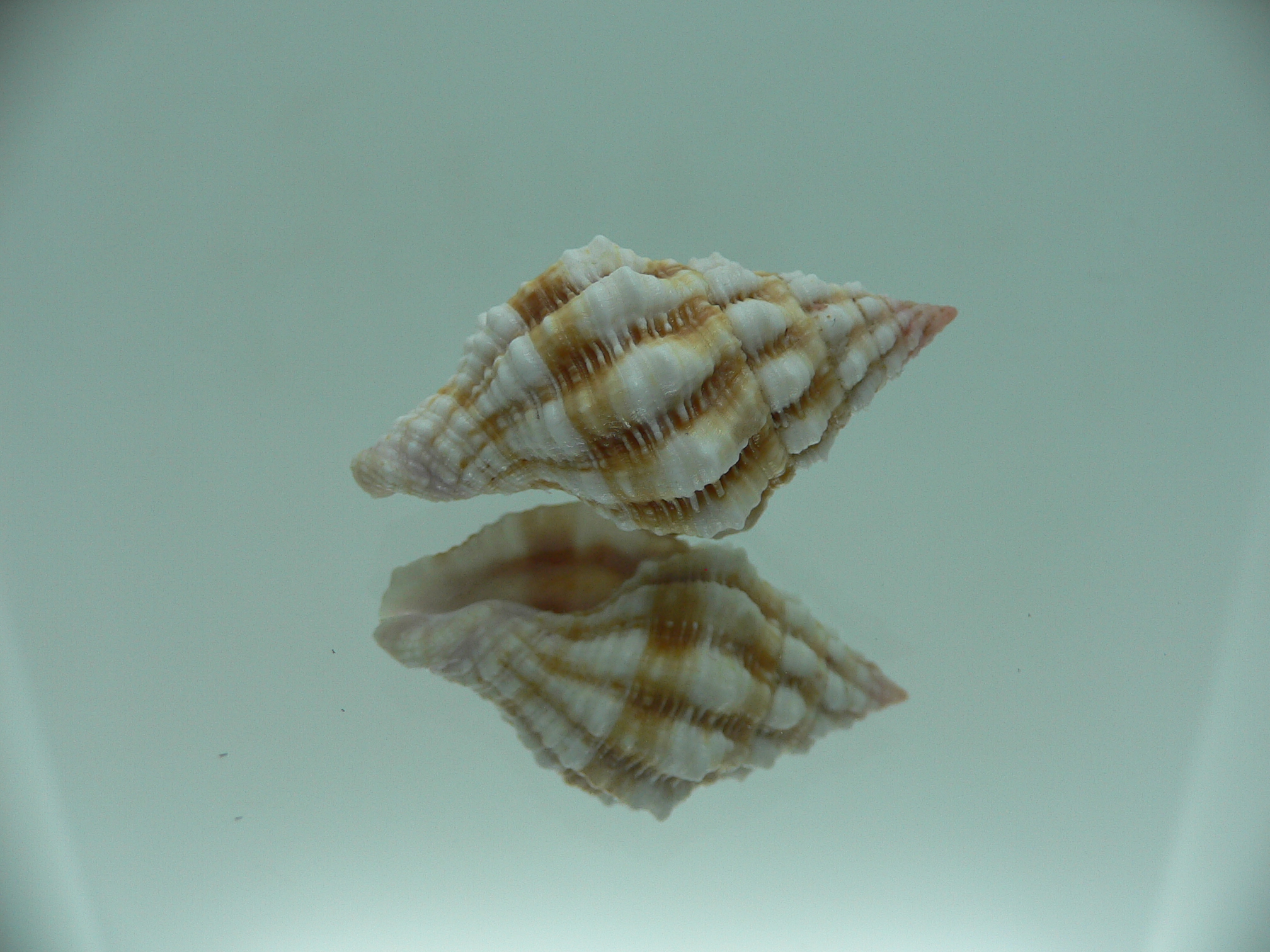 Peristernia nassatula