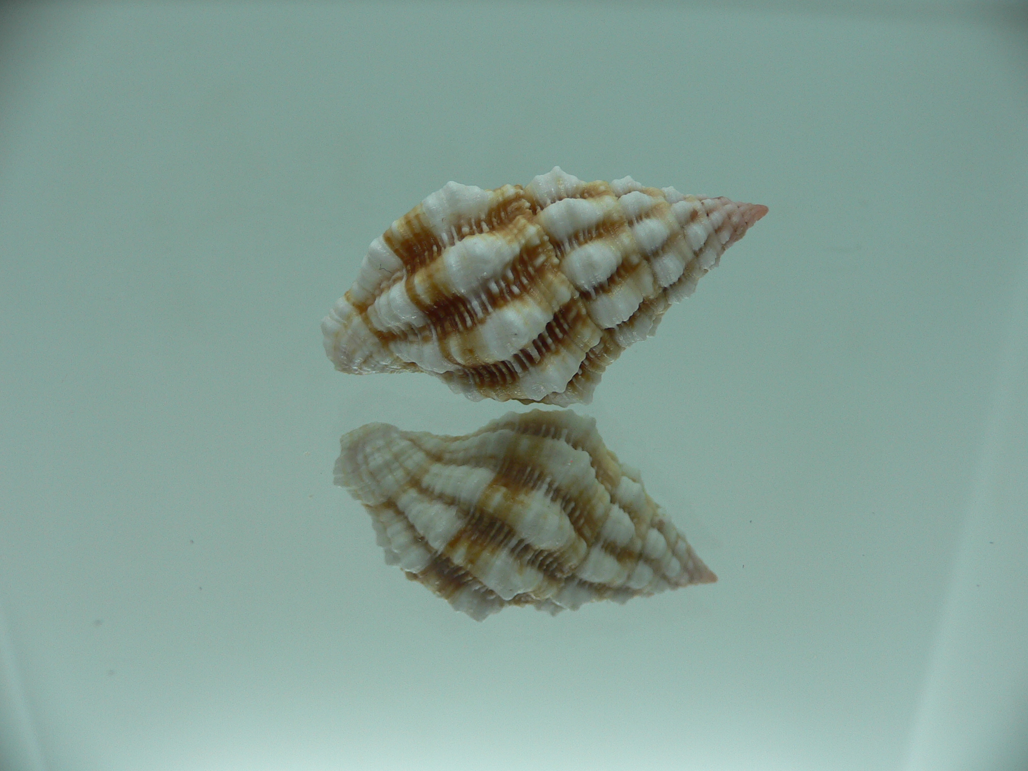 Peristernia nassatula