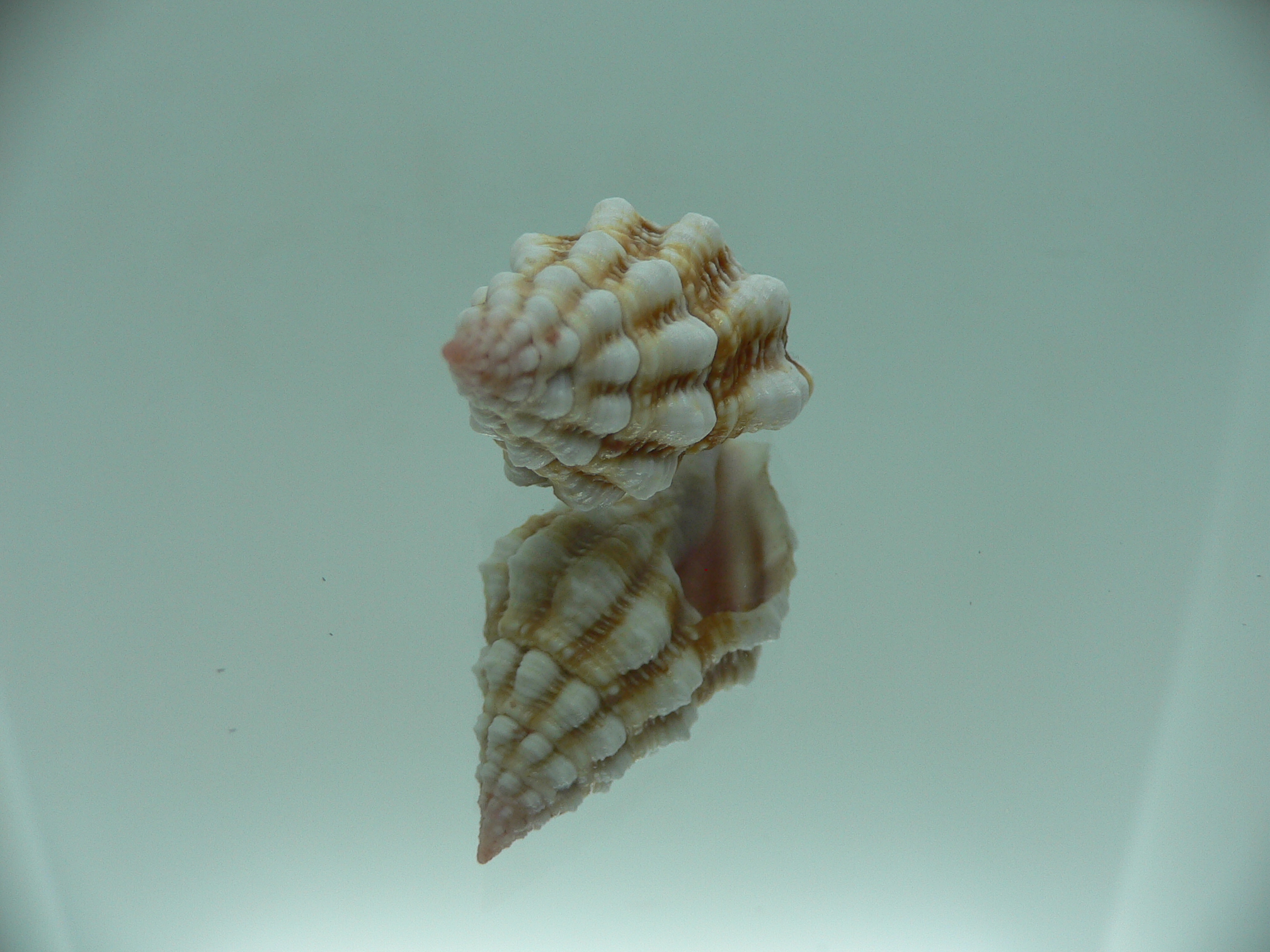 Peristernia nassatula