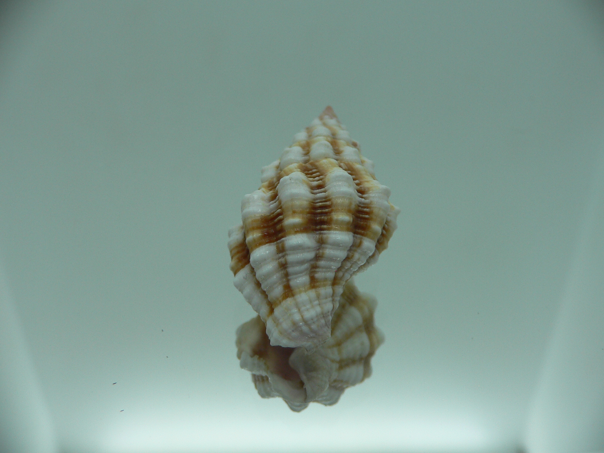 Peristernia nassatula