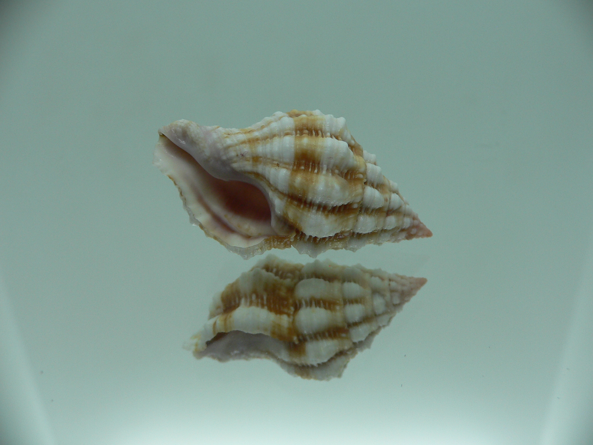 Peristernia nassatula