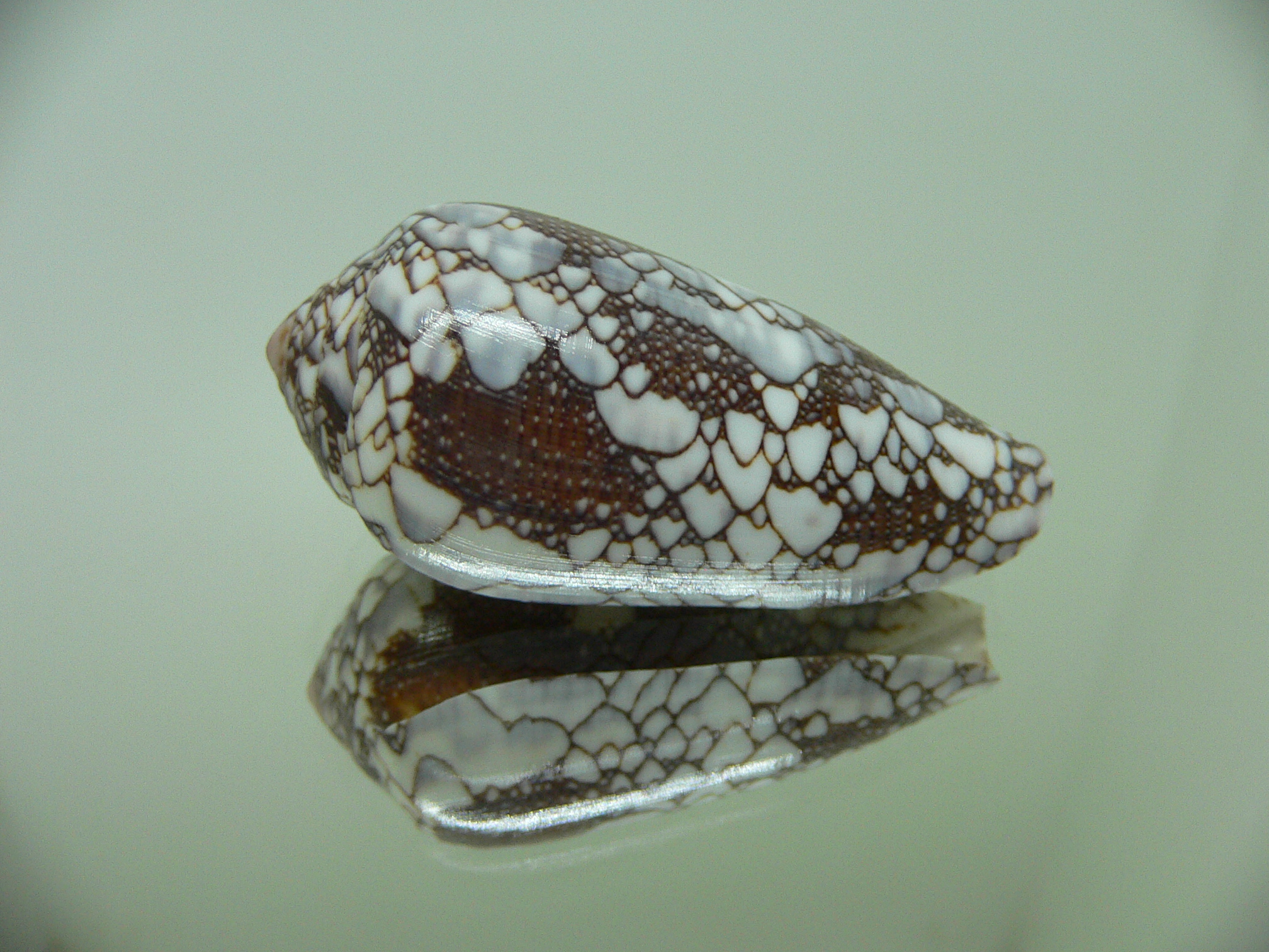 Conus pennaceus praelatus (var.)