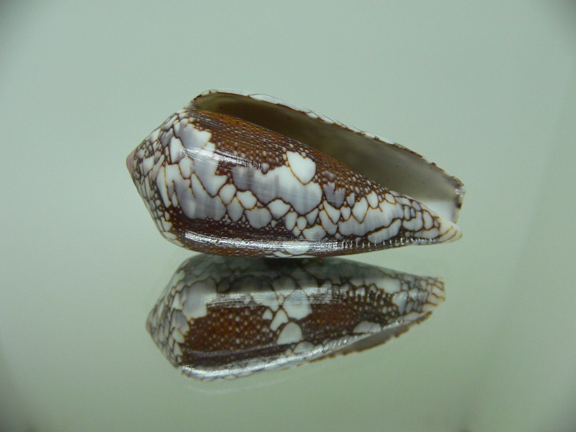 Conus pennaceus praelatus (var.)