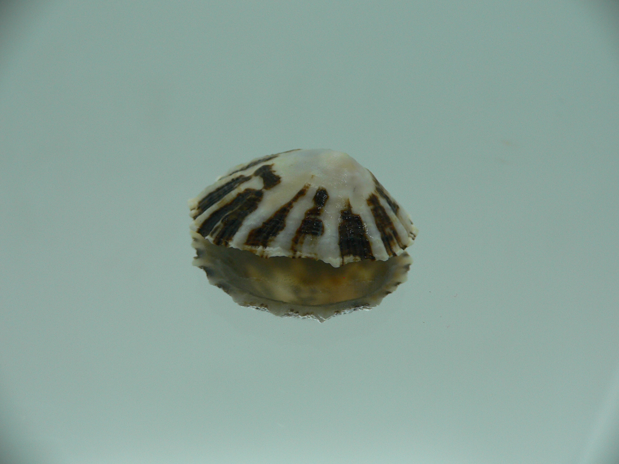 Patella (Scutellastra) peronii ENDEMIC & MOTLEY