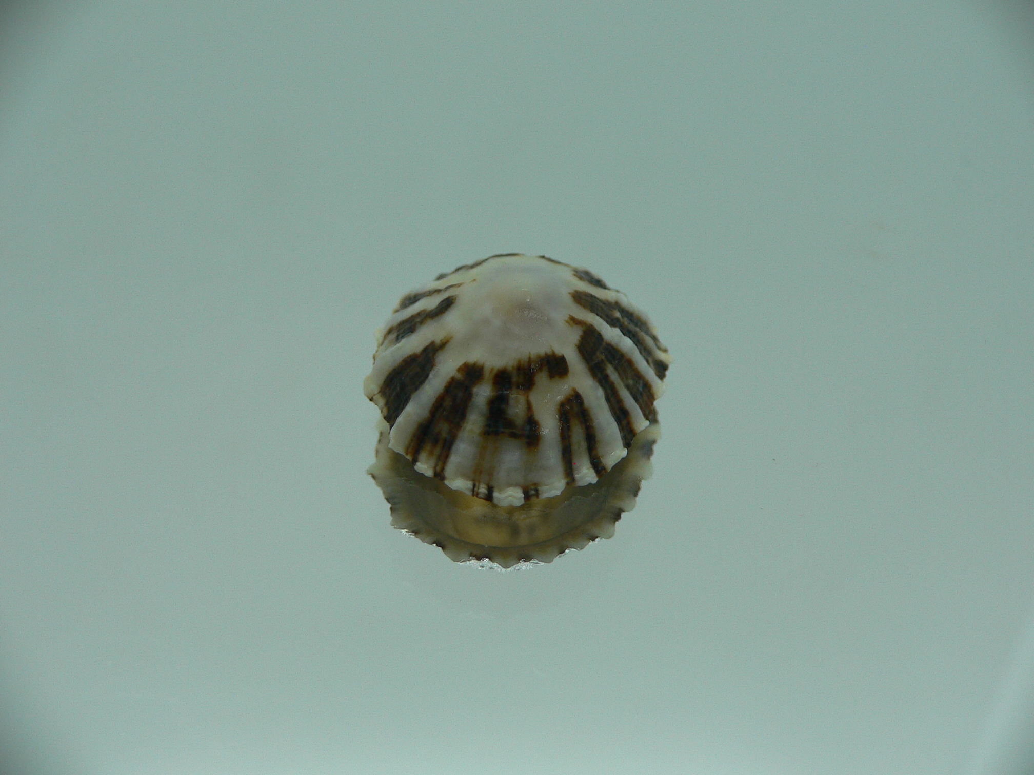 Patella (Scutellastra) peronii ENDEMIC & MOTLEY