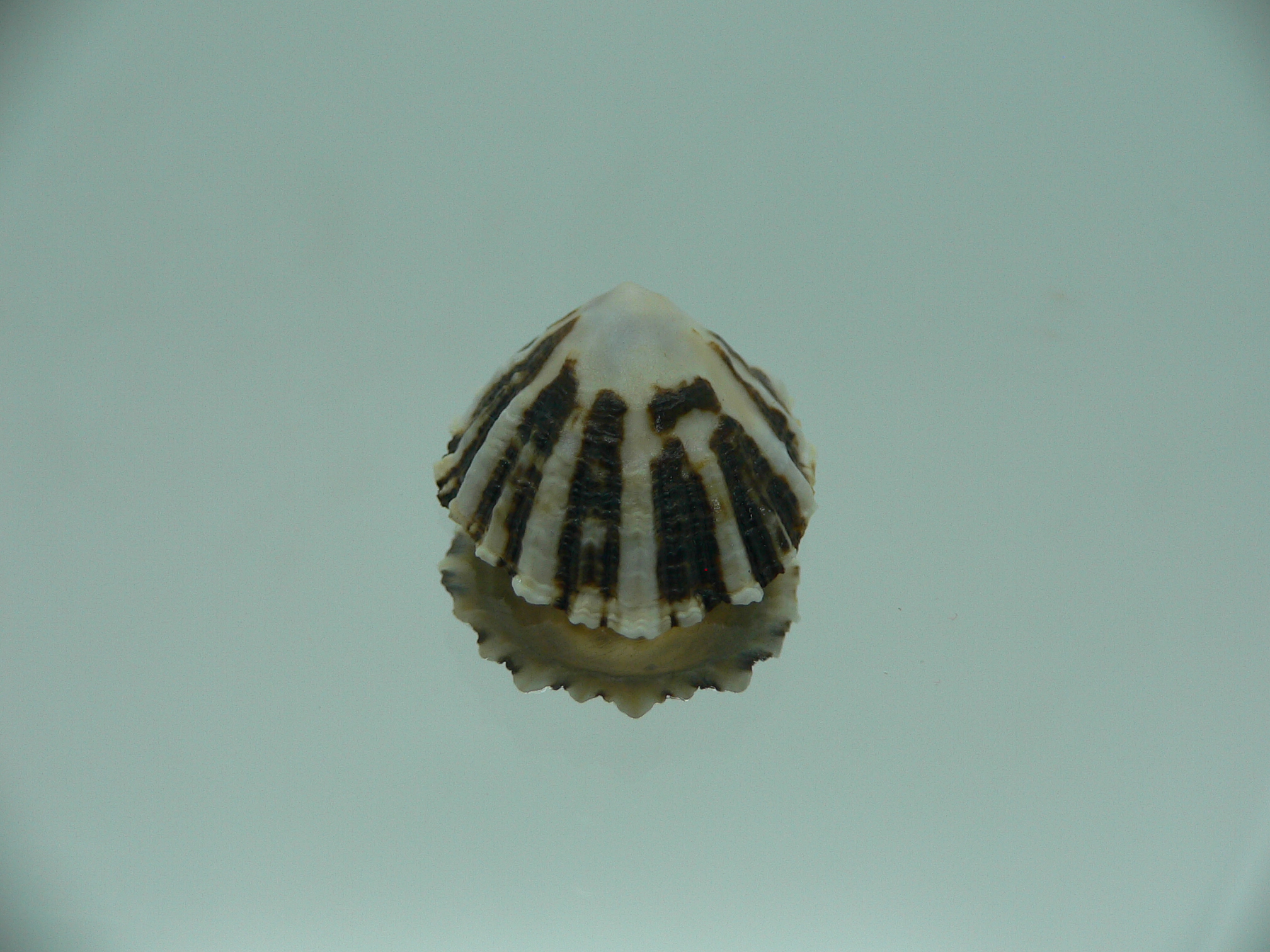 Patella (Scutellastra) peronii ENDEMIC & MOTLEY
