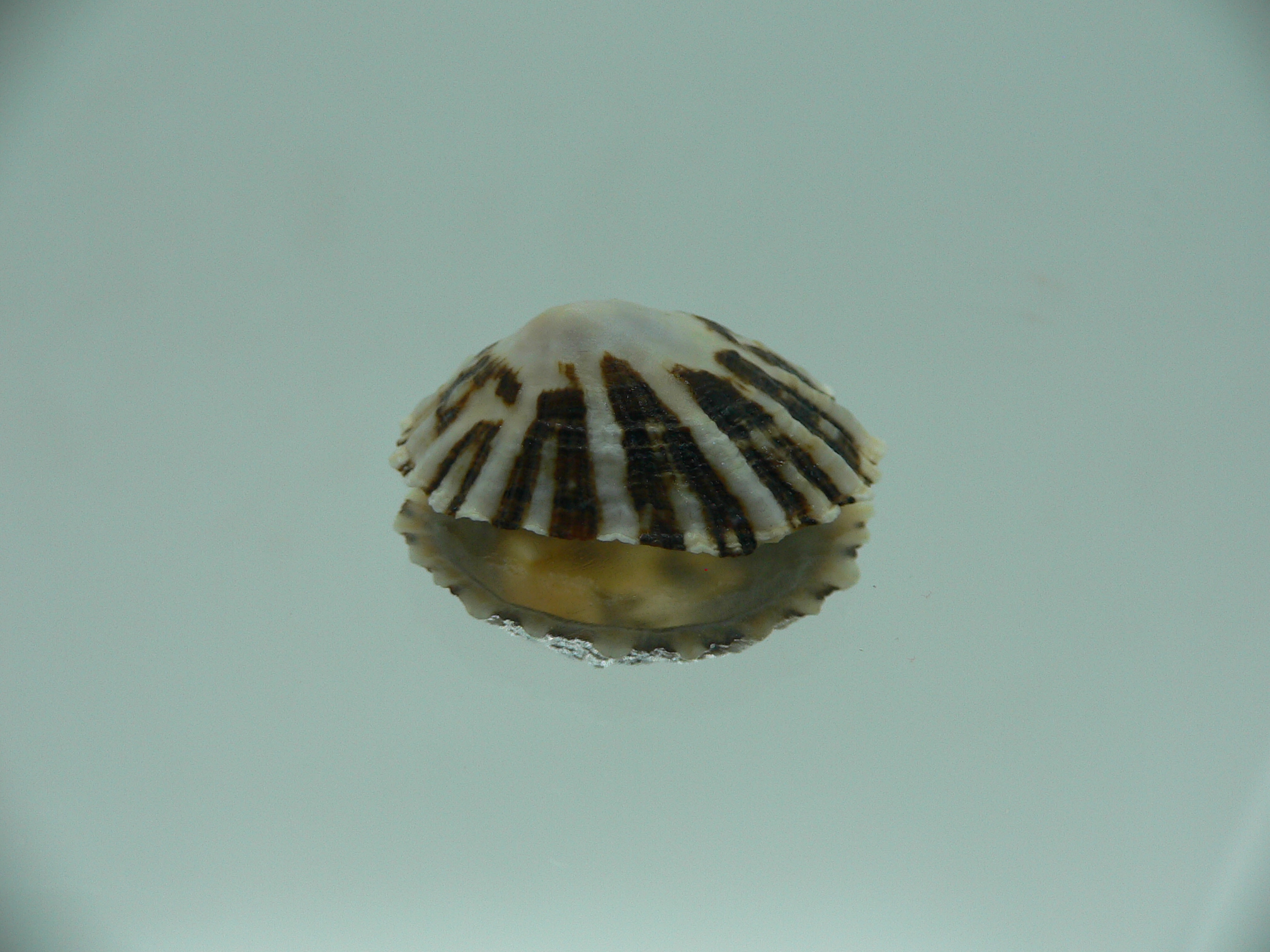 Patella (Scutellastra) peronii ENDEMIC & MOTLEY