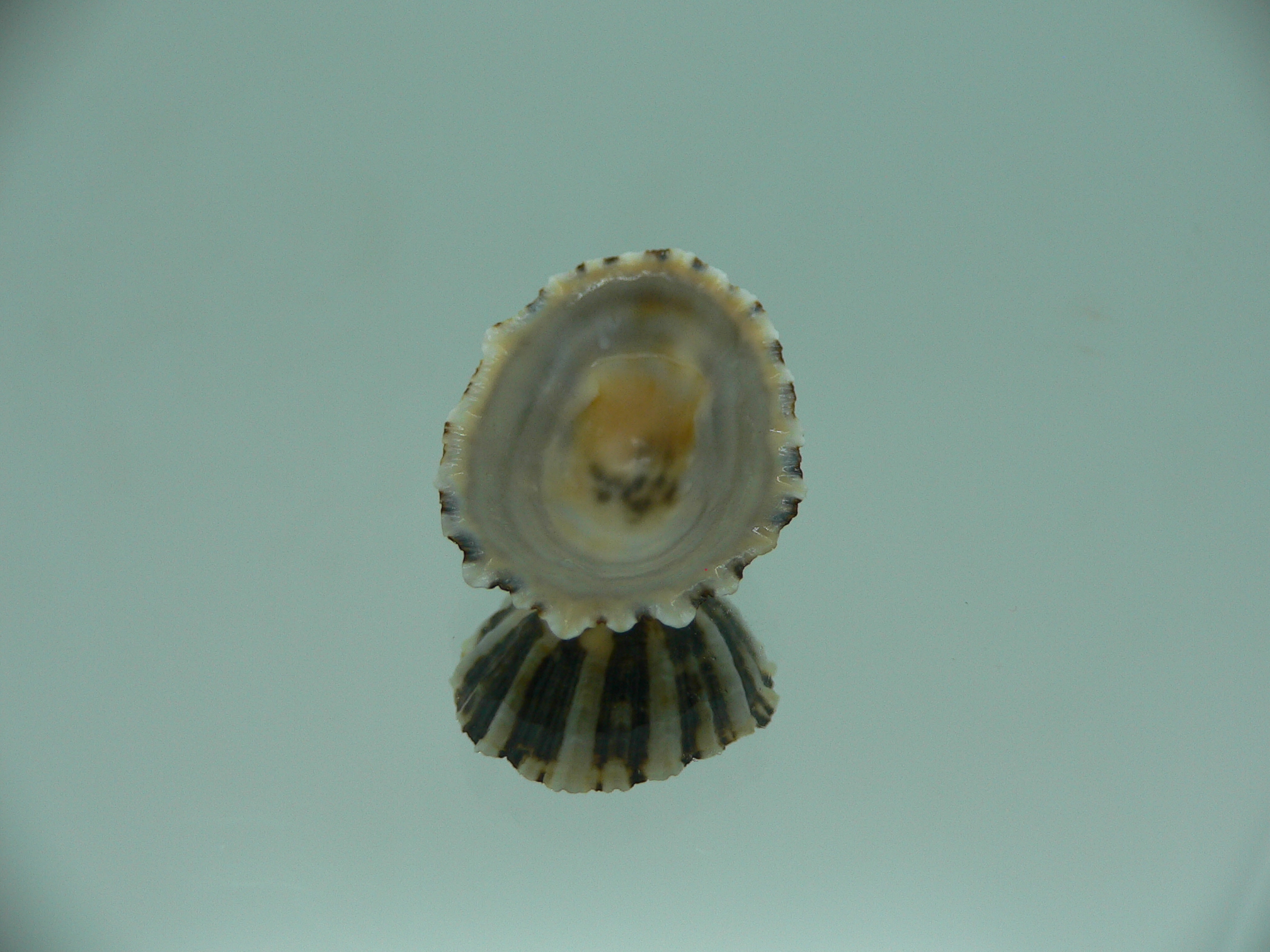 Patella (Scutellastra) peronii ENDEMIC & MOTLEY