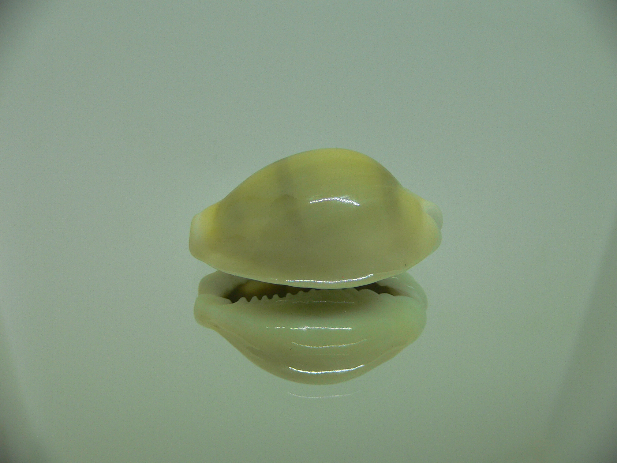 Cypraea moneta icterina (var.) DARK
