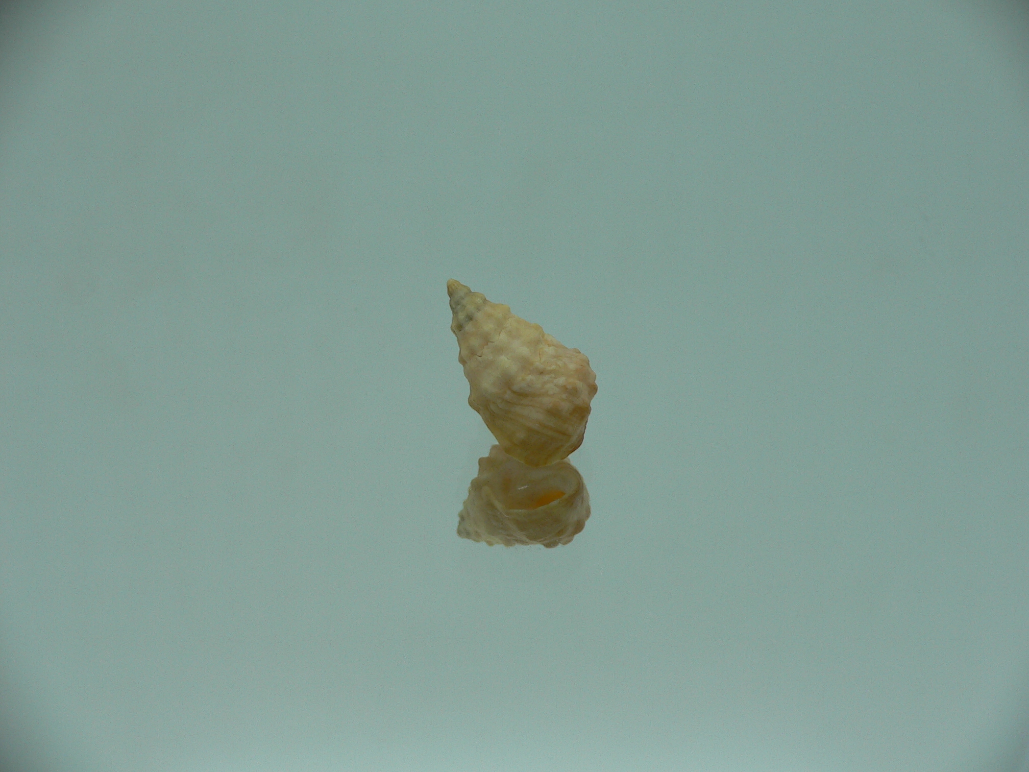 Echinolittorina cf. pascua ELONGATE GIANT & YELLOW