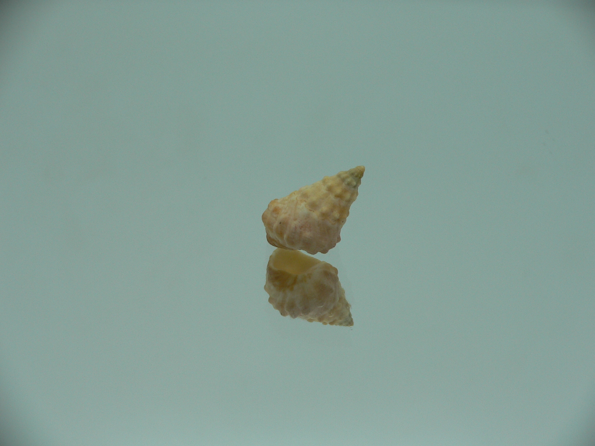 Echinolittorina cf. pascua ELONGATE GIANT & YELLOW