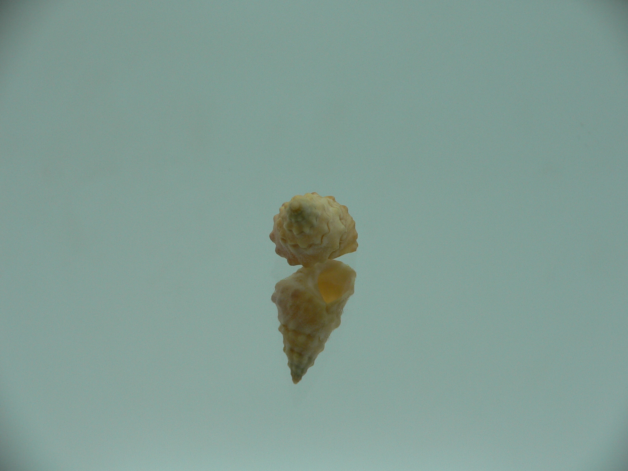 Echinolittorina cf. pascua ELONGATE GIANT & YELLOW