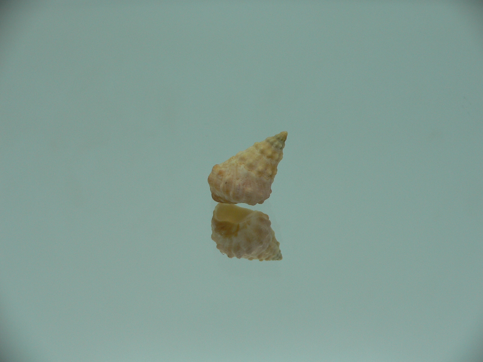Echinolittorina cf. pascua ELONGATE GIANT & YELLOW