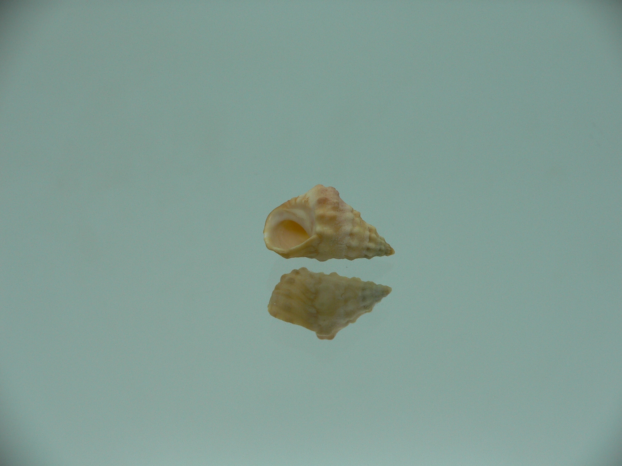 Echinolittorina cf. pascua ELONGATE GIANT & YELLOW