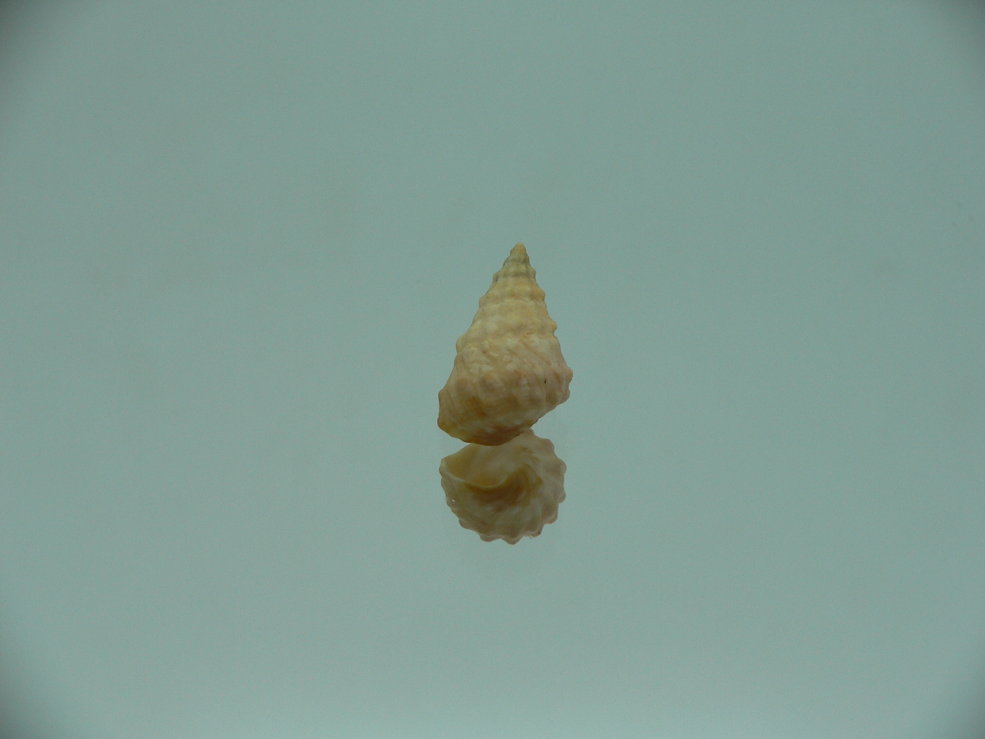 Echinolittorina cf. pascua ELONGATE GIANT & YELLOW