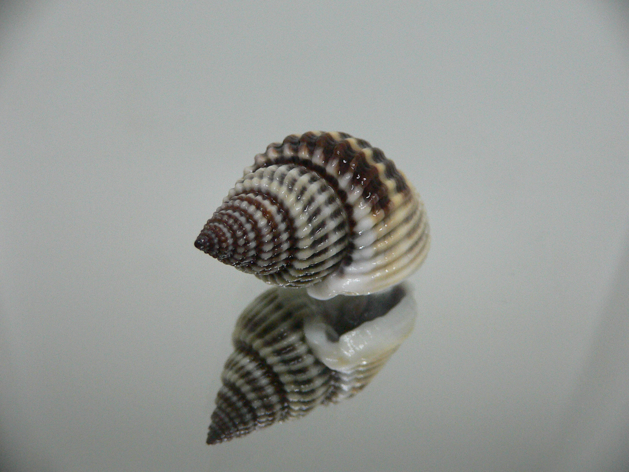 Nassarius livescens  GLOBOSE