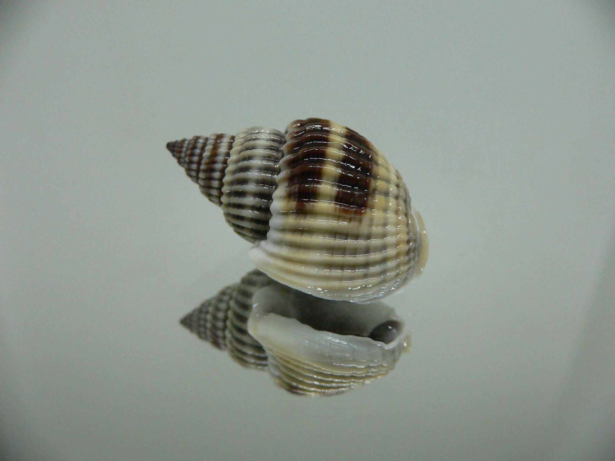 Nassarius livescens  GLOBOSE