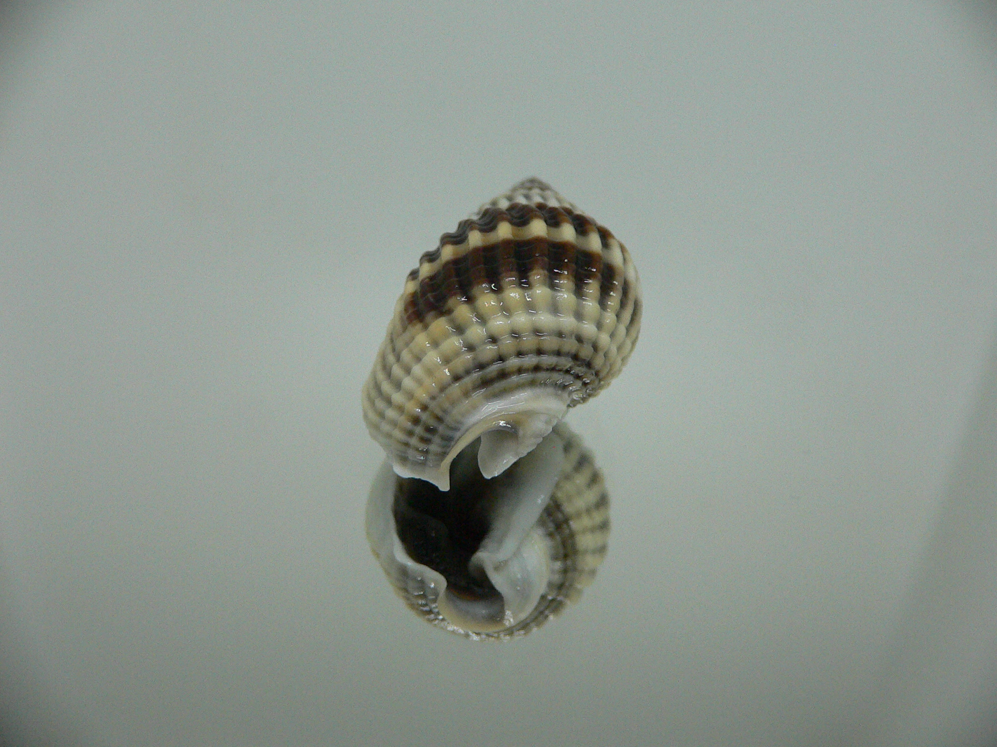 Nassarius livescens  GLOBOSE