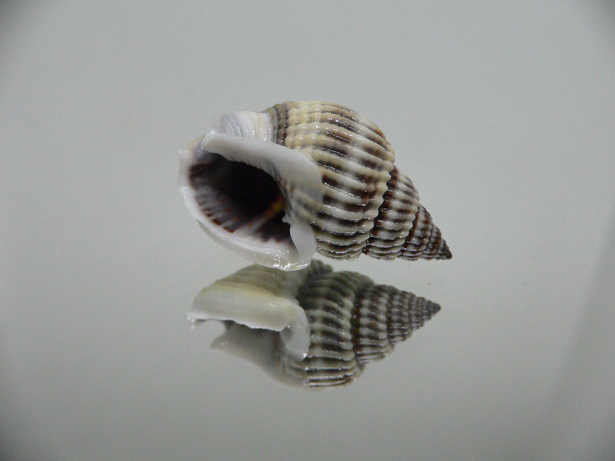 Nassarius livescens  GLOBOSE