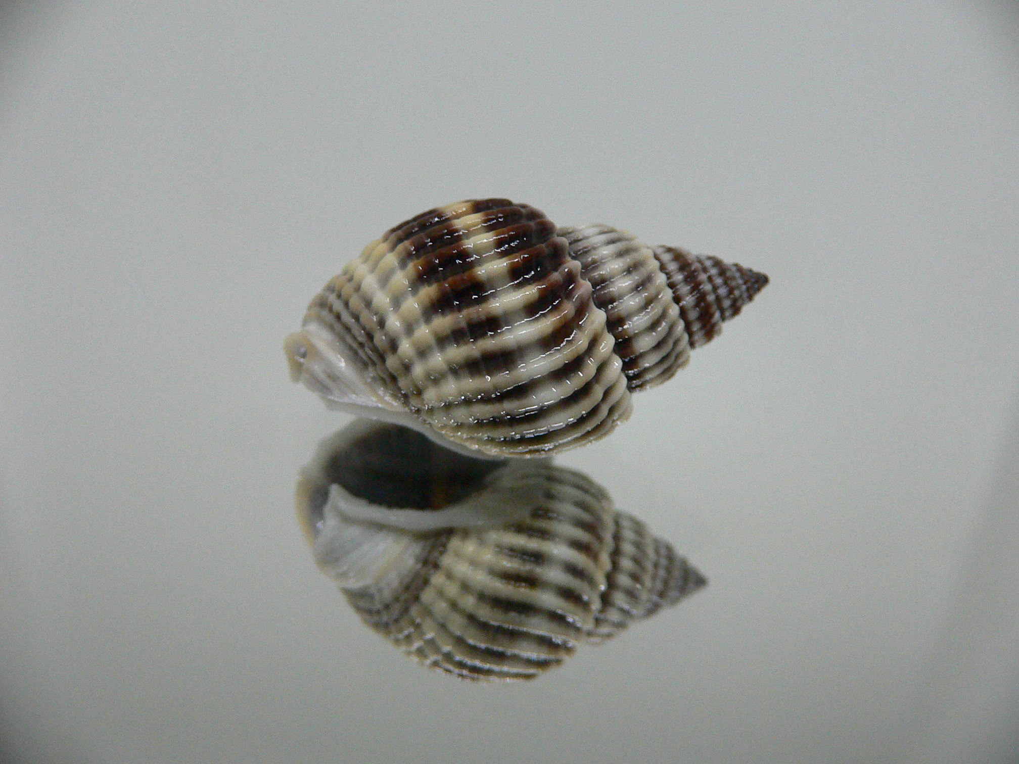 Nassarius livescens  GLOBOSE