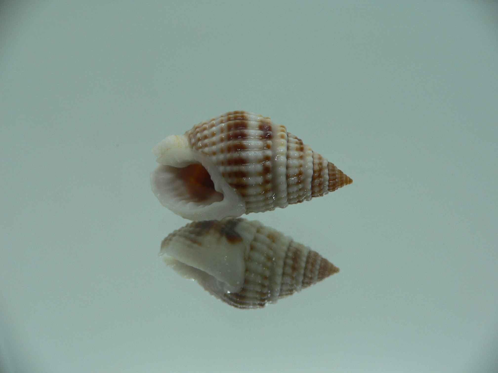 Nassarius margariteferus MOTLEY