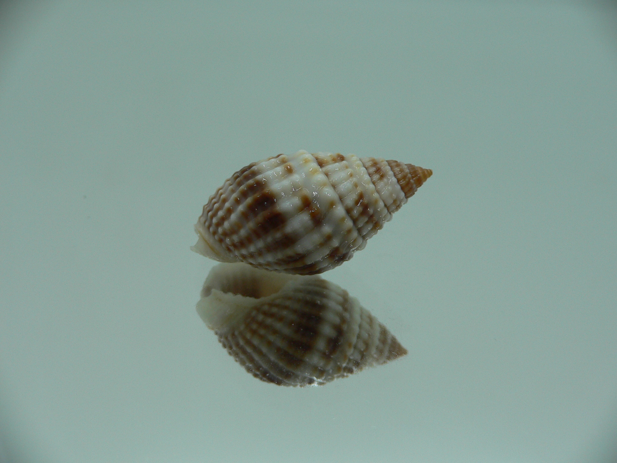 Nassarius margariteferus MOTLEY