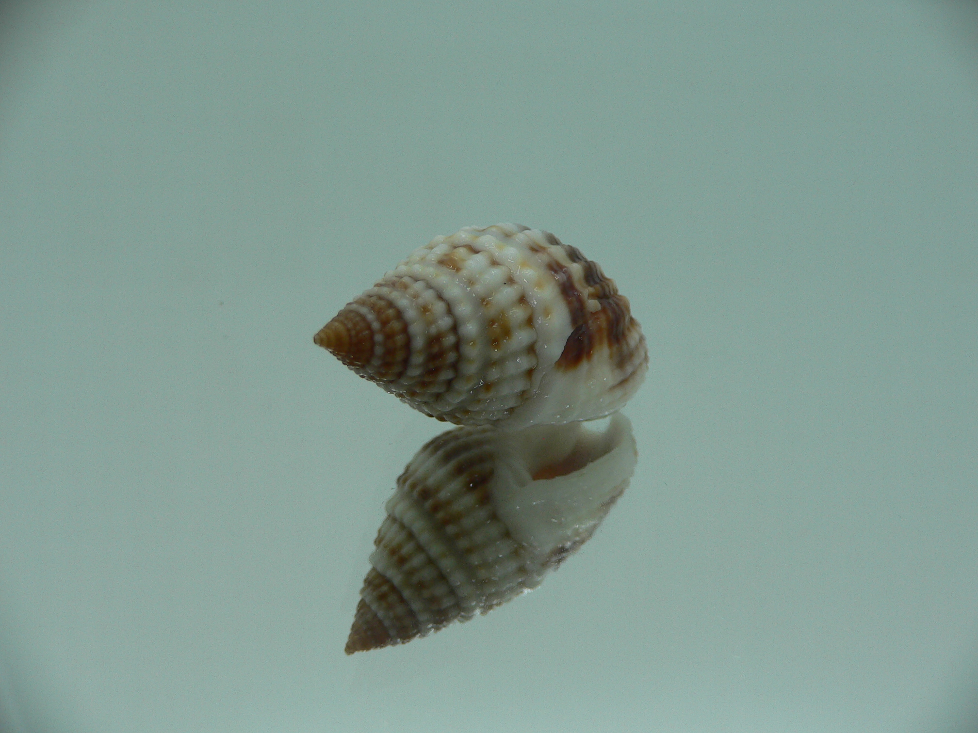 Nassarius margariteferus MOTLEY