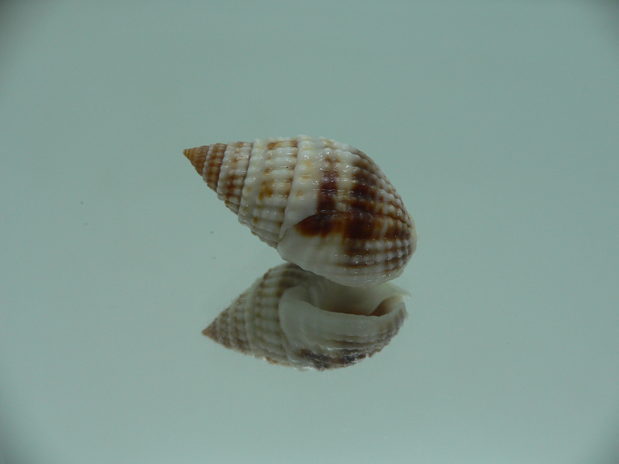 Nassarius margariteferus MOTLEY