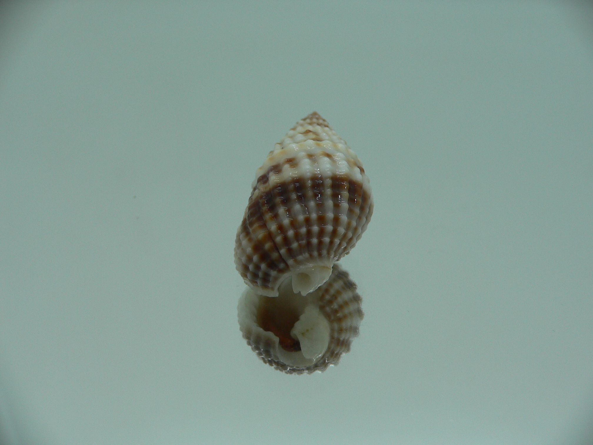 Nassarius margariteferus MOTLEY