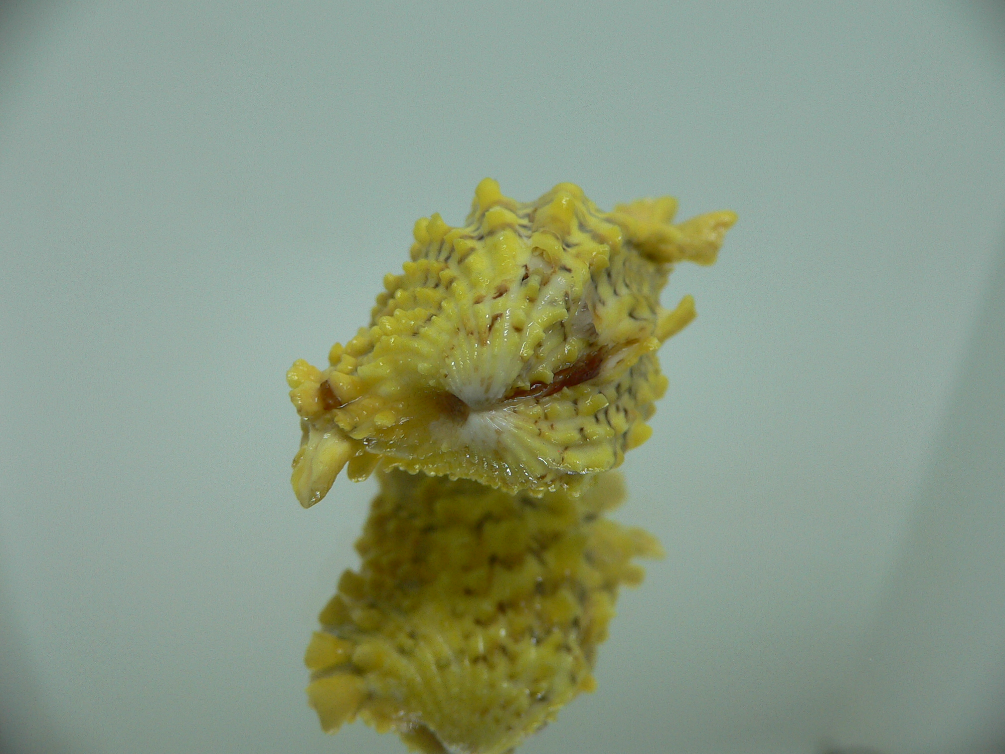 Cardita crassicosta YELLOW & WINGS