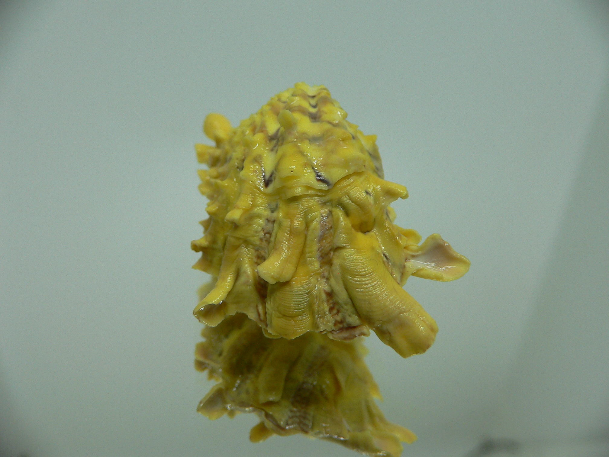 Cardita crassicosta YELLOW & WINGS