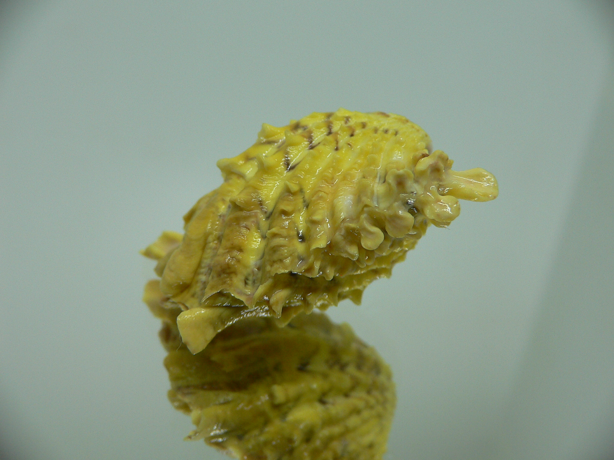 Cardita crassicosta YELLOW & WINGS