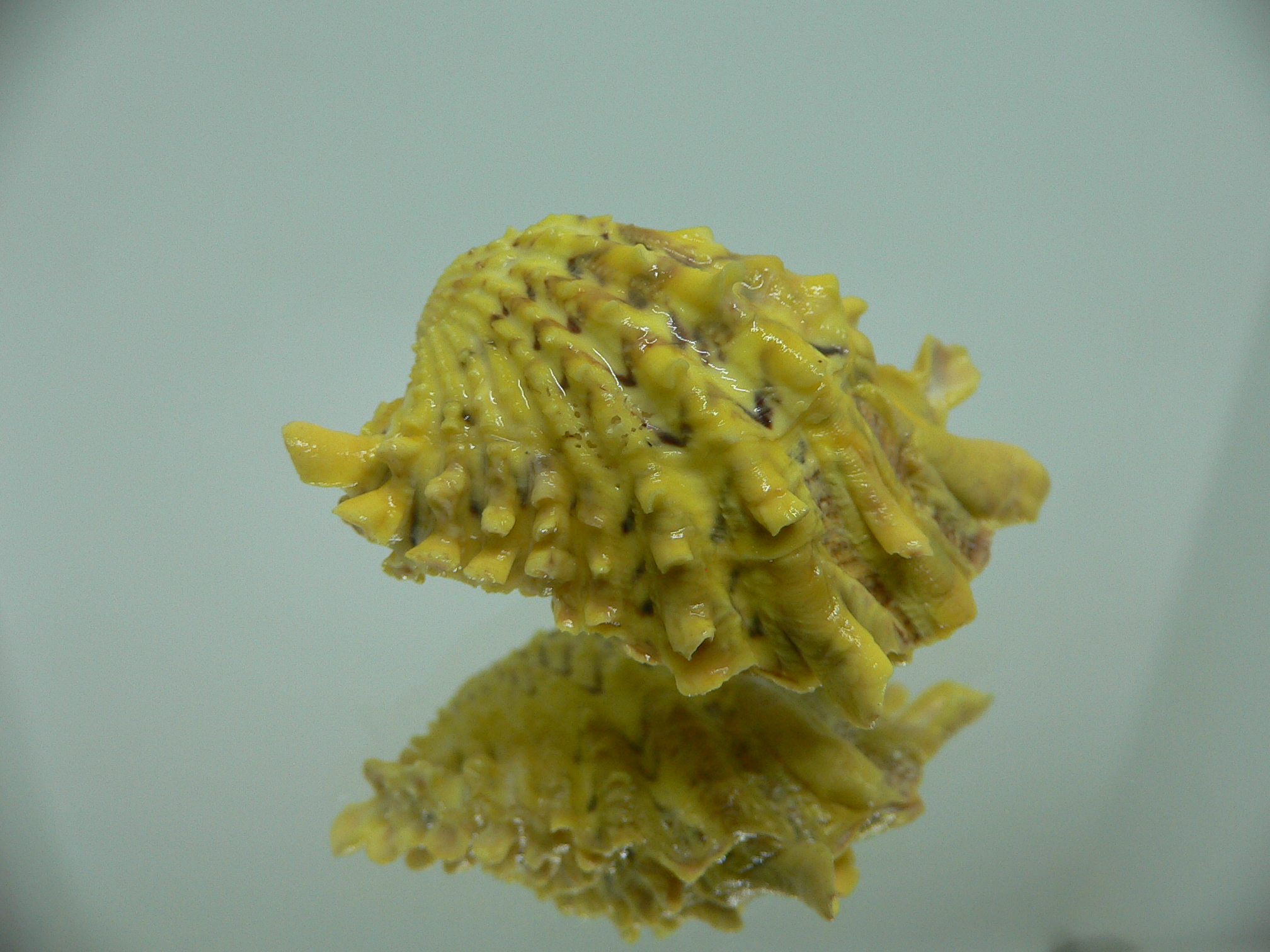 Cardita crassicosta YELLOW & WINGS