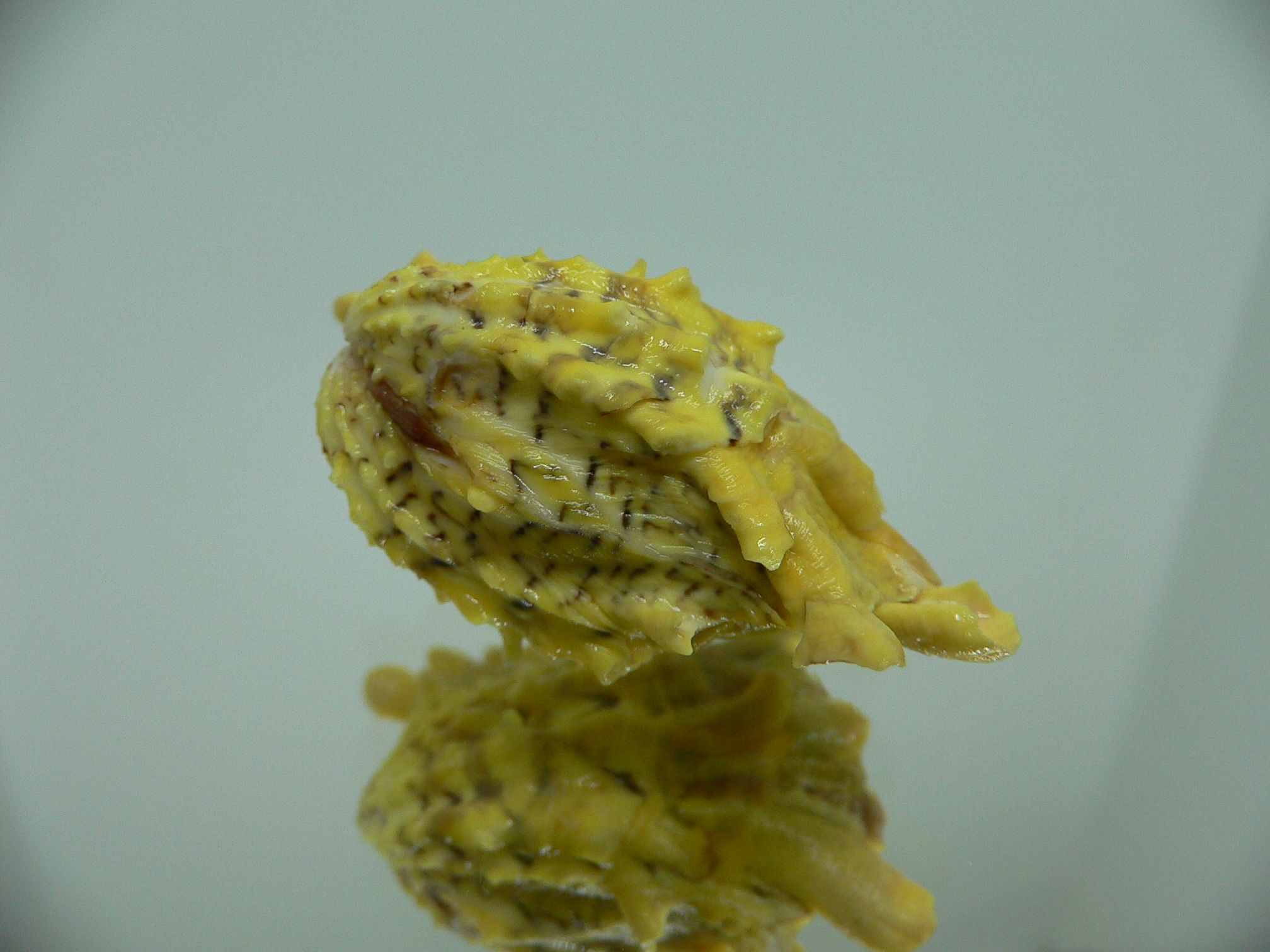 Cardita crassicosta YELLOW & WINGS