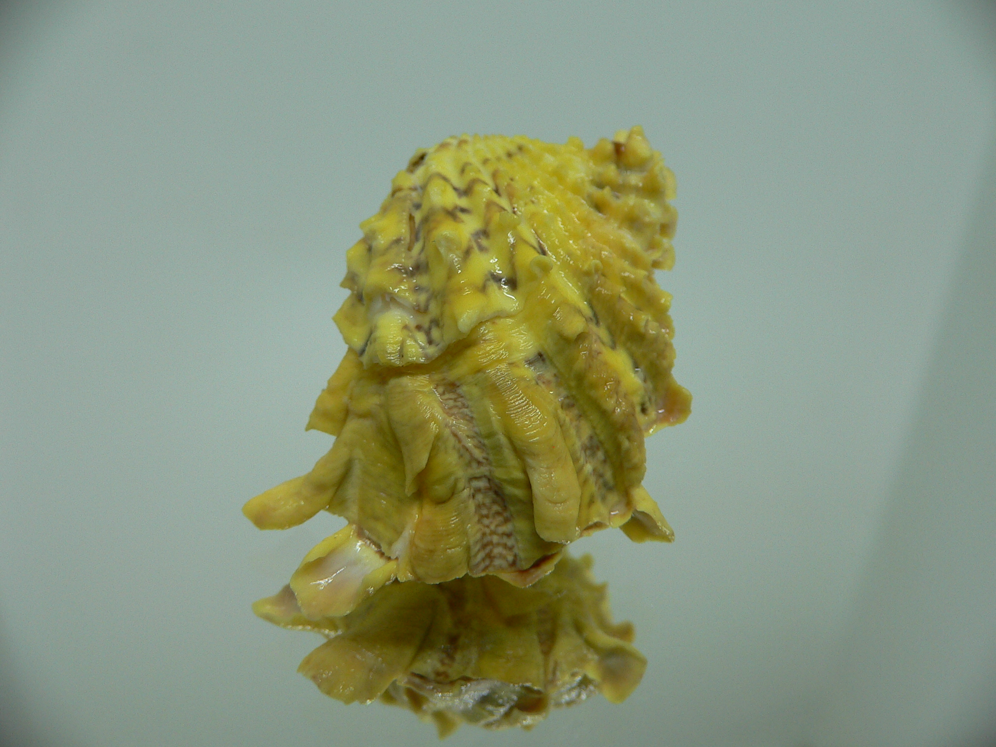 Cardita crassicosta YELLOW & WINGS