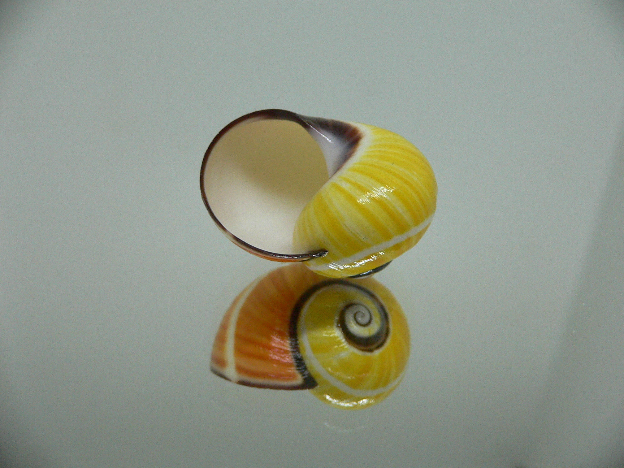 Polymita picta picta RARE & ENDEMIC & COLOR