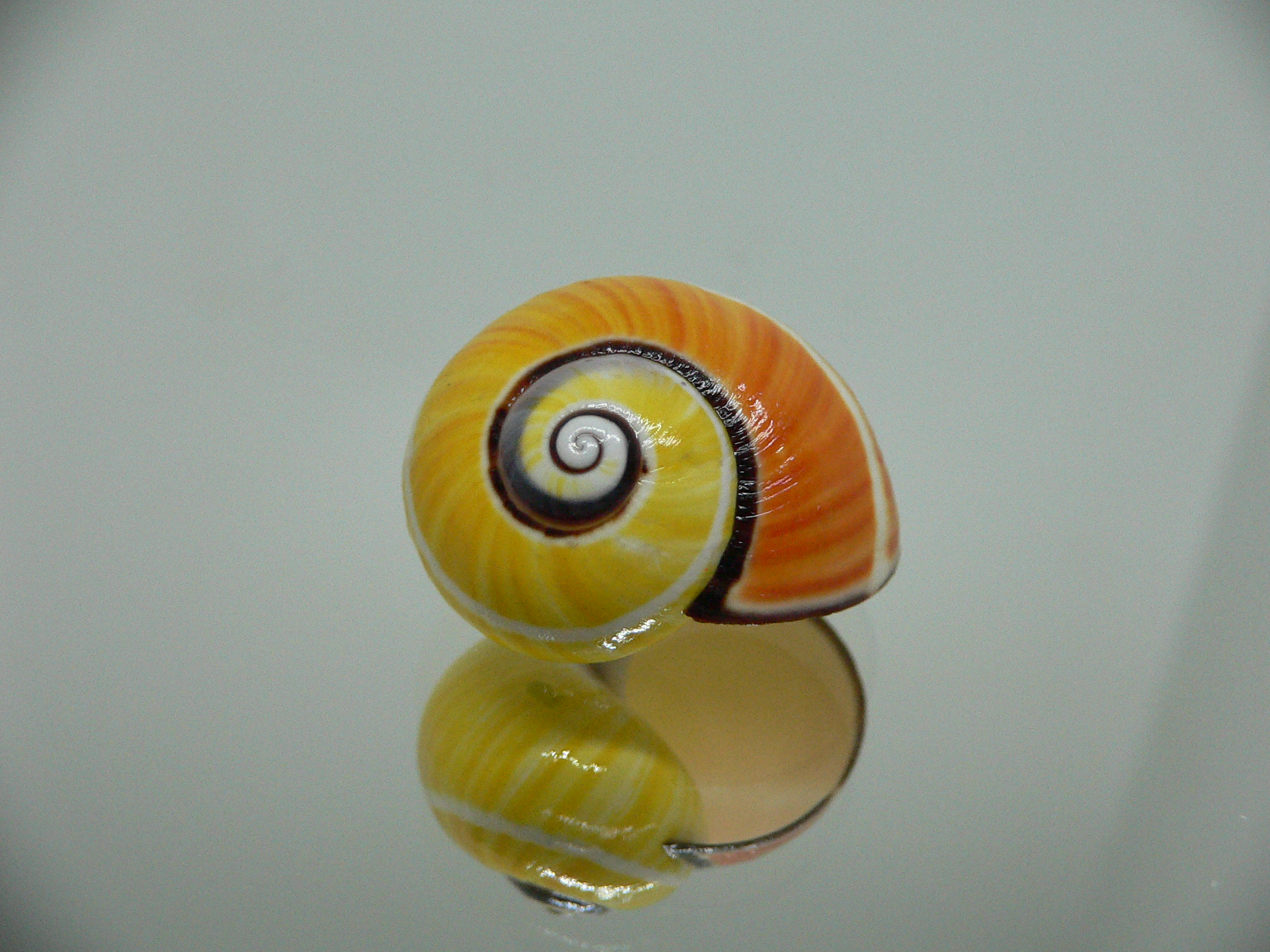 Polymita picta picta RARE & ENDEMIC & COLOR