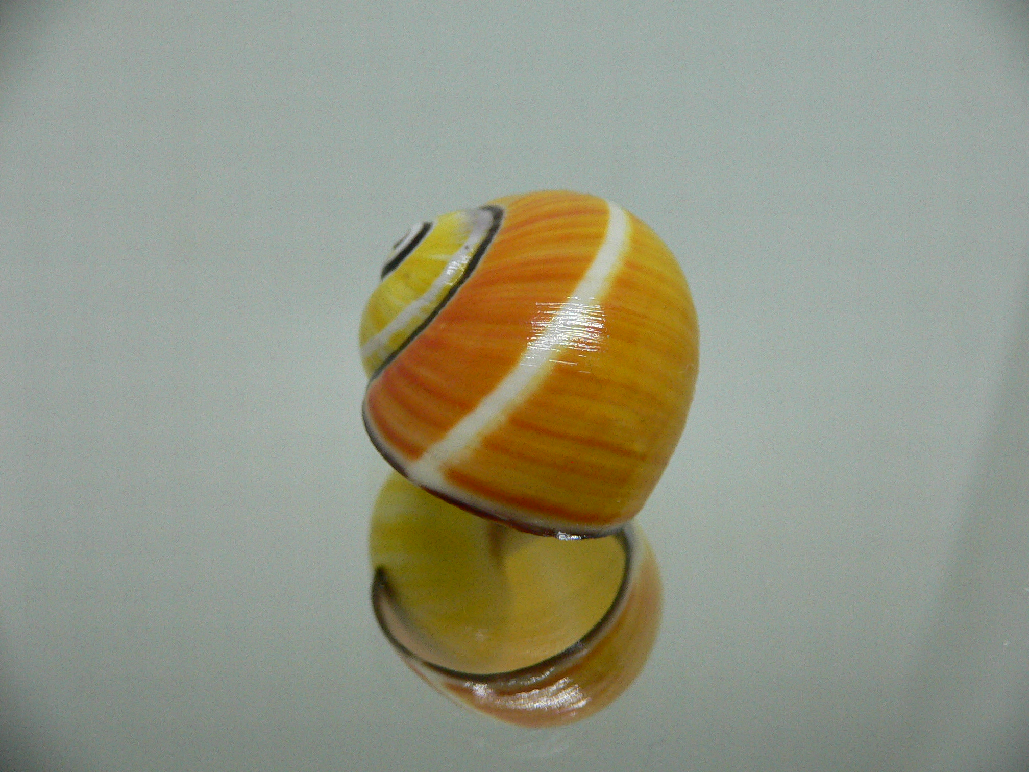 Polymita picta picta RARE & ENDEMIC & COLOR