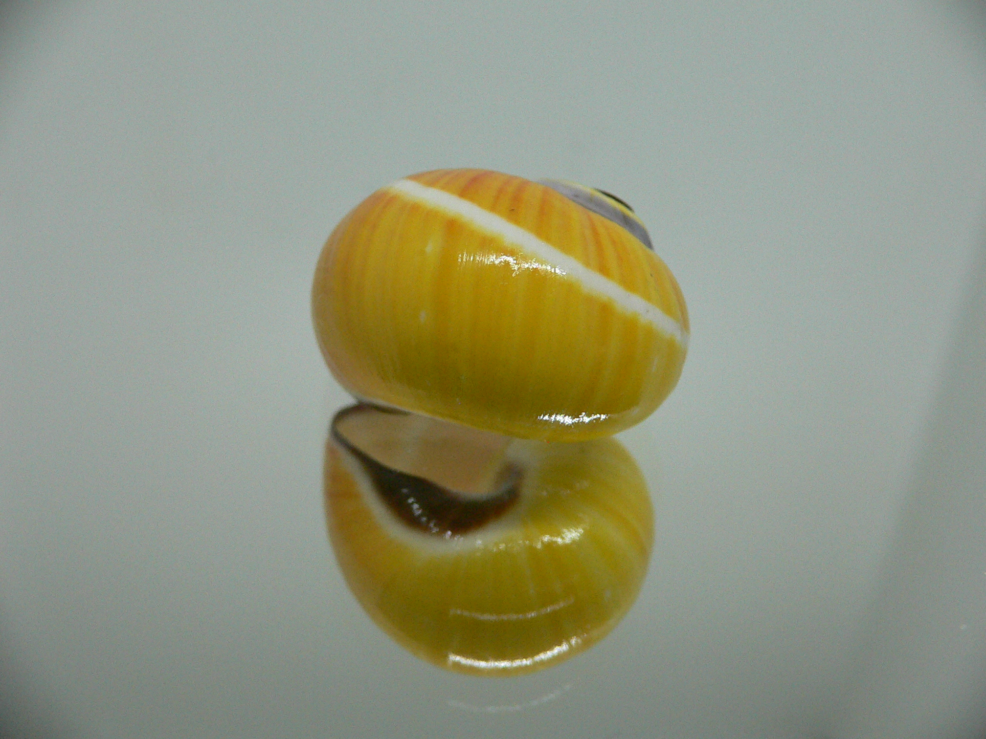 Polymita picta picta RARE & ENDEMIC & COLOR