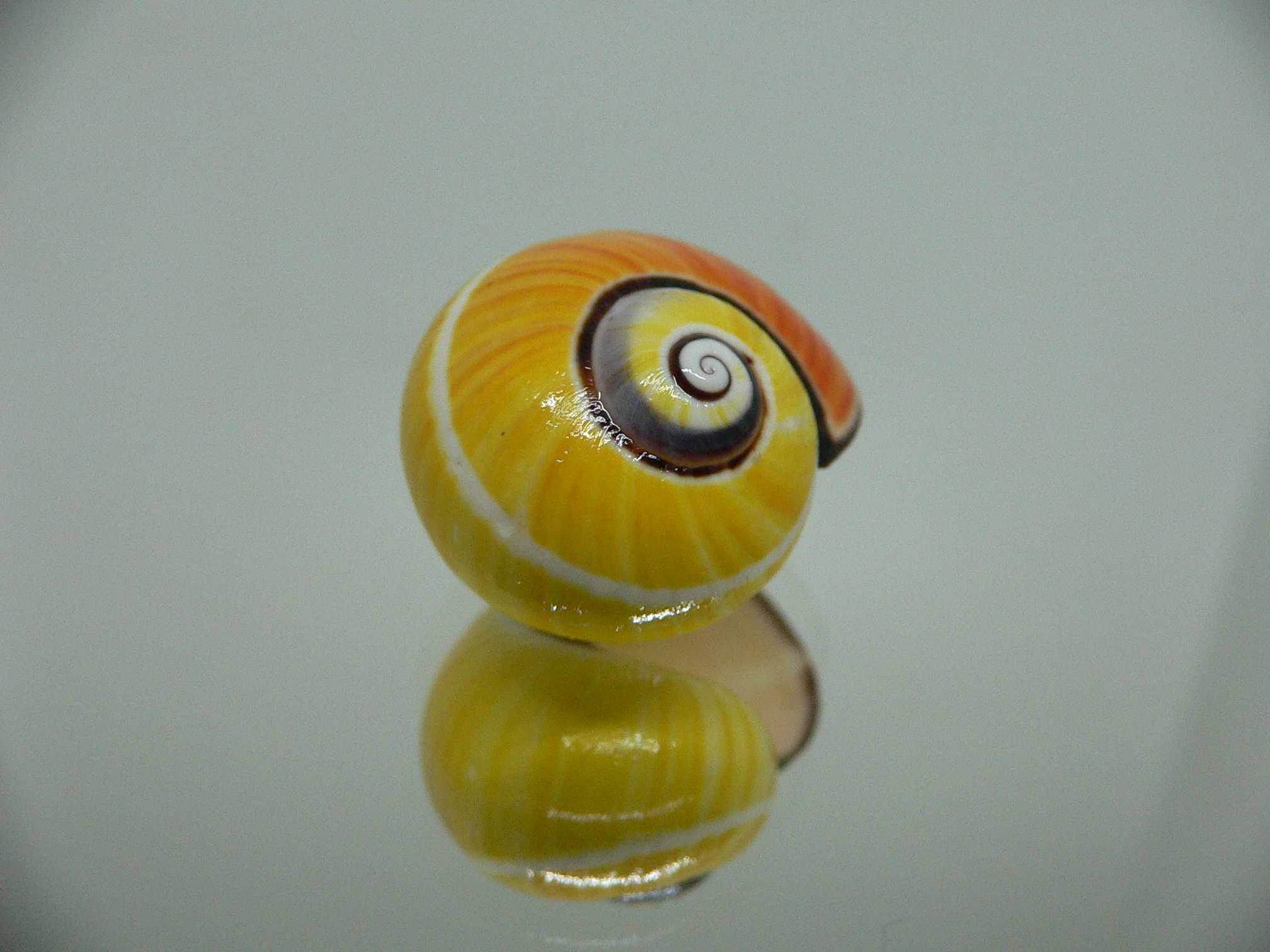 Polymita picta picta RARE & ENDEMIC & COLOR