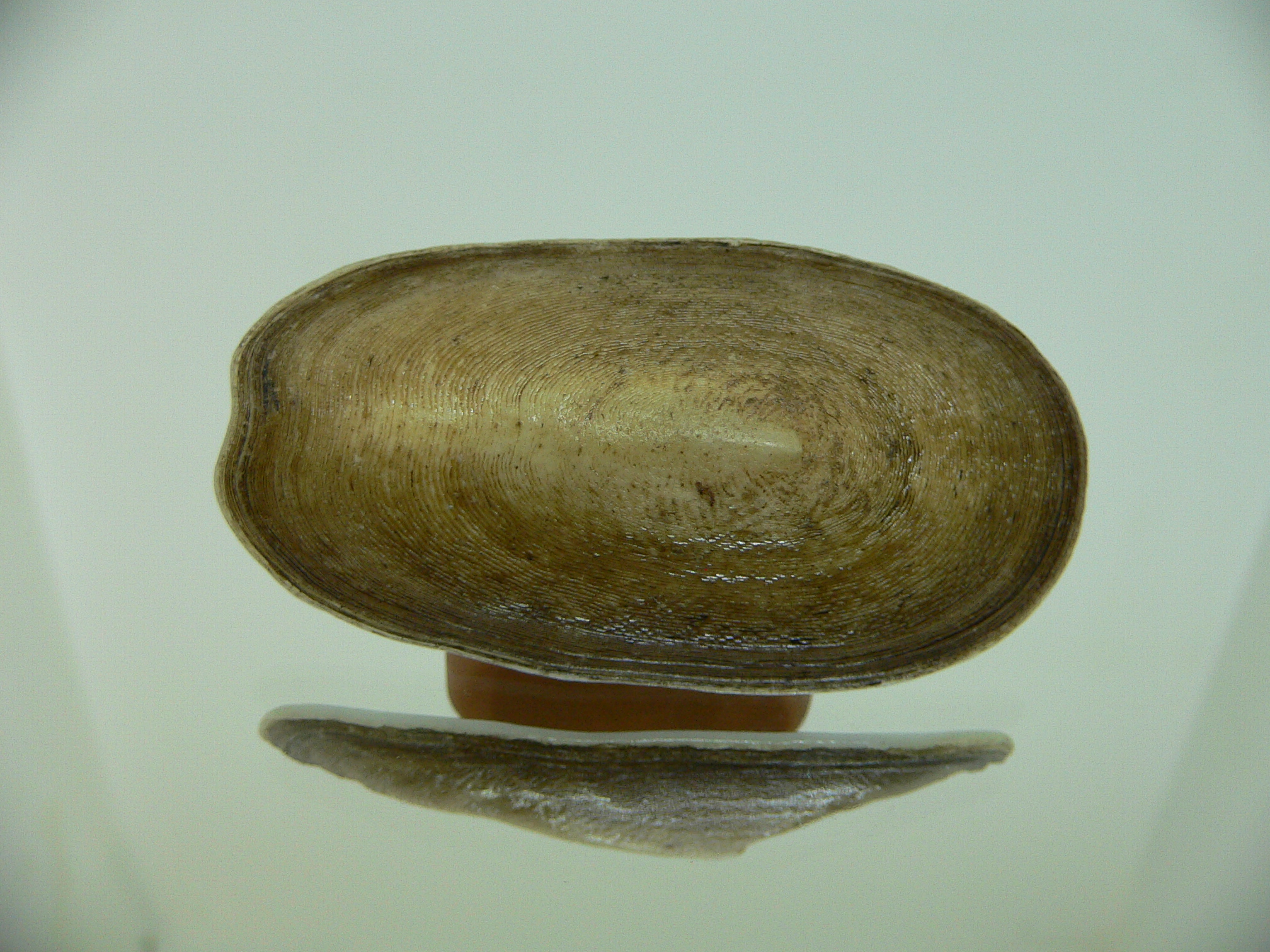 Scutus unguis
