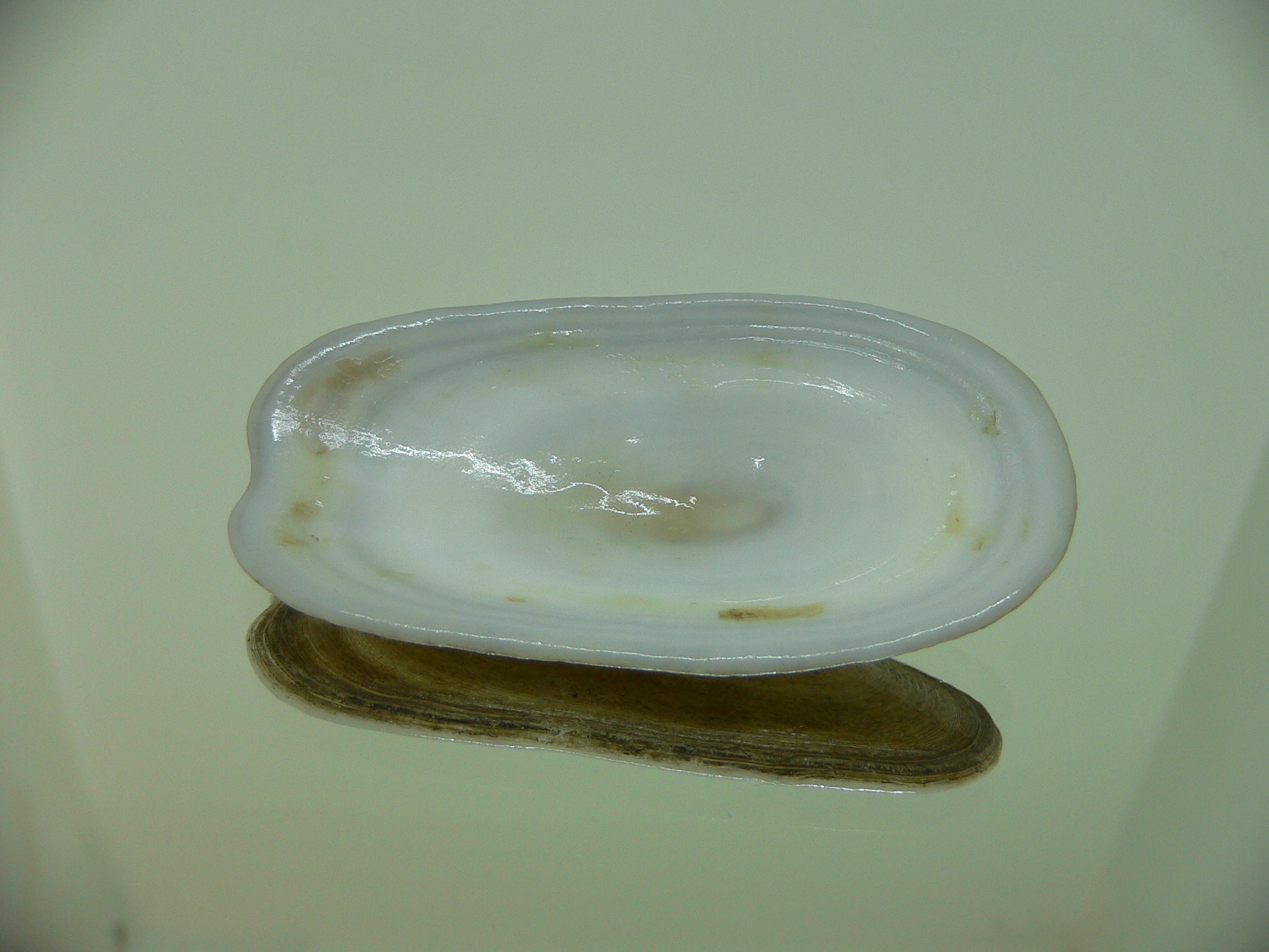 Scutus unguis