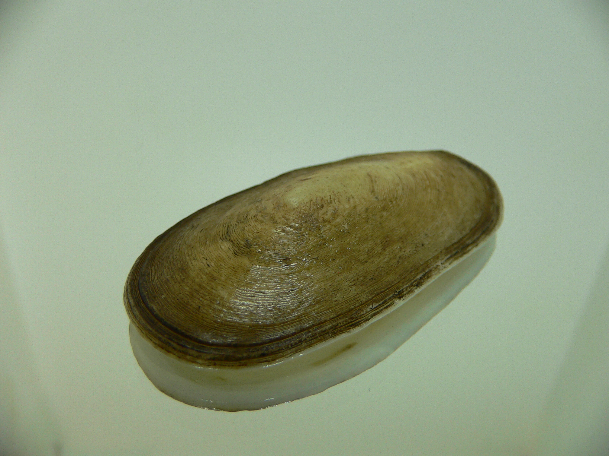 Scutus unguis